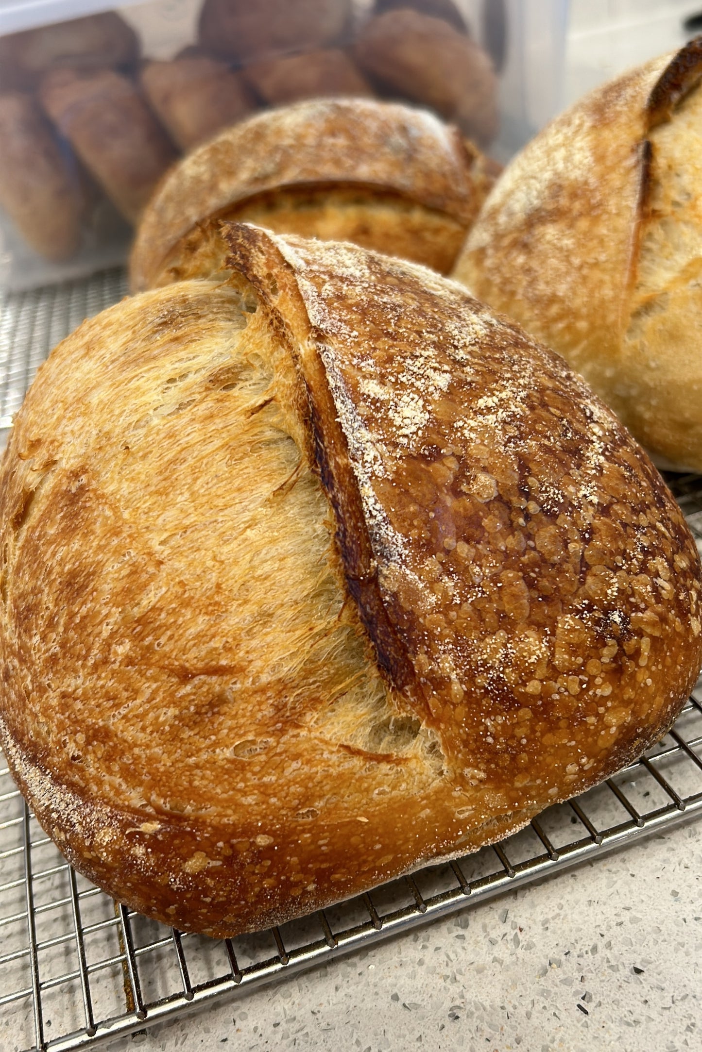 Sourdough Loaf